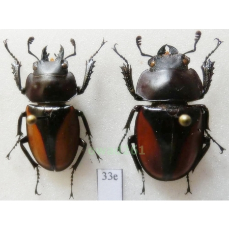 Neolucanus parryi Leuthner, 1885 pair 27mm Thailand33e